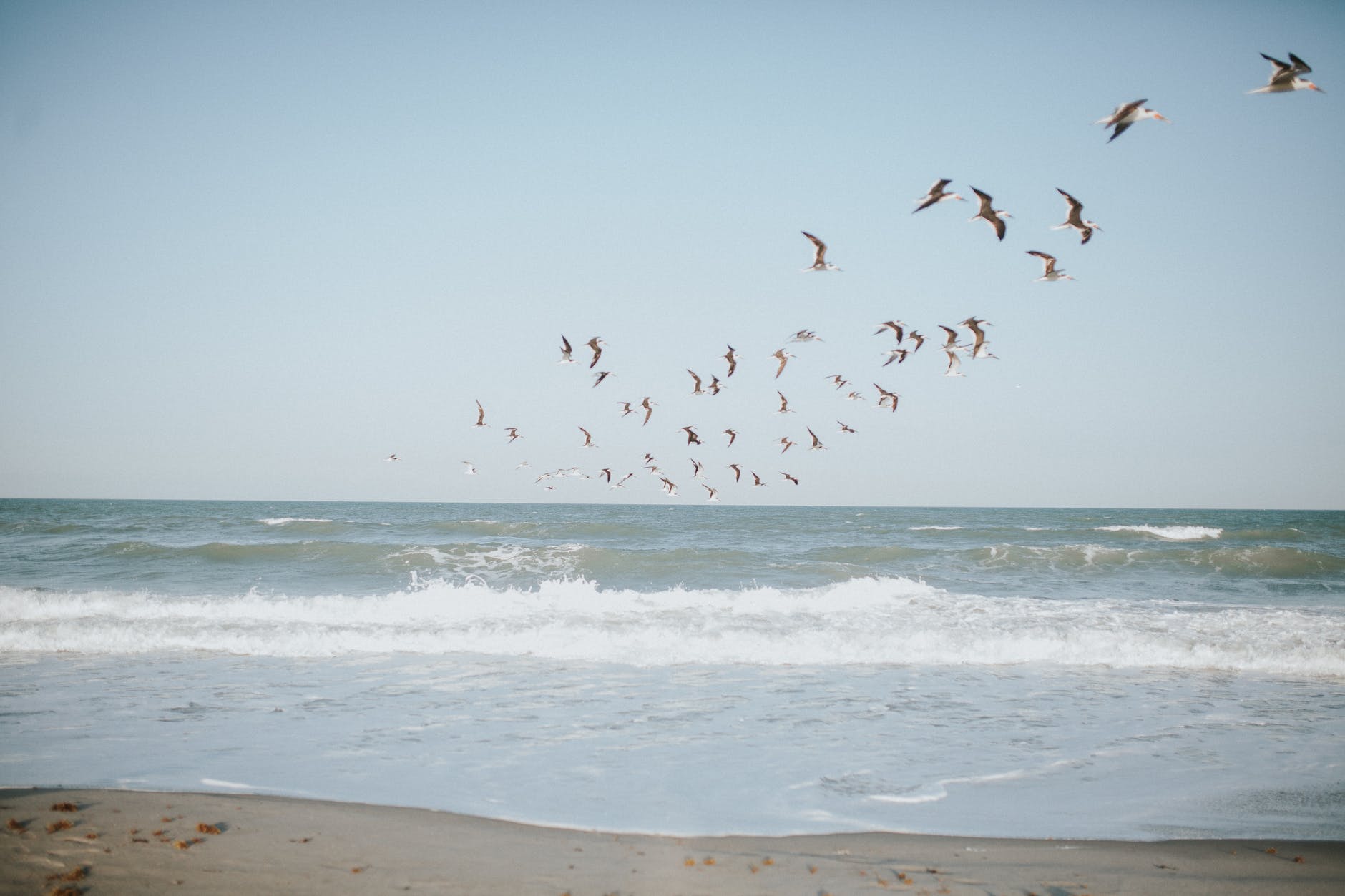 Birds at the beach | Port Aransas Explorer
